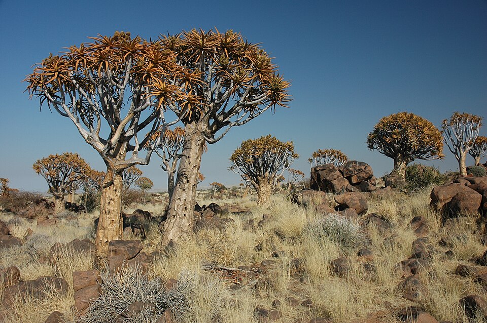 Natuurspeelplaats Doetebol