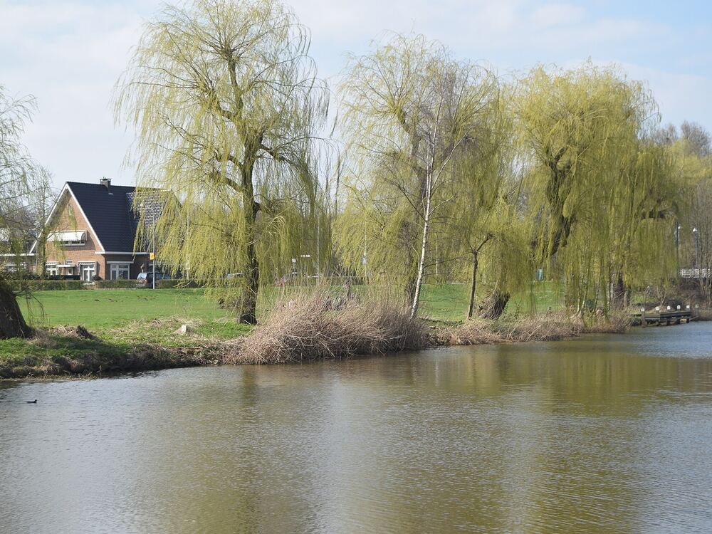 De vijver De Bleek met treurwilgen in Doetinchem